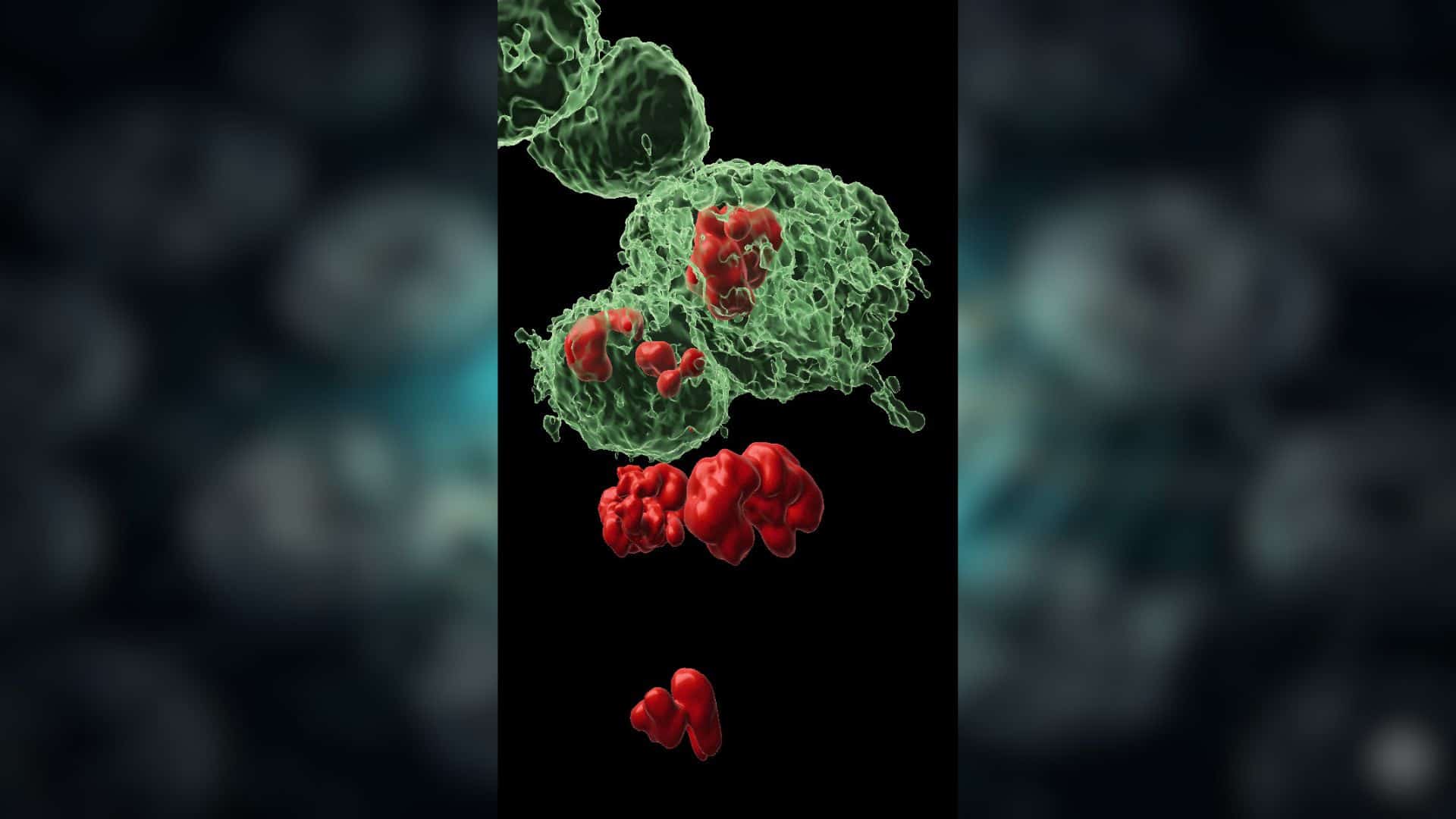 Células DARE revelam como tecidos se regeneram e explicam resistência tumoral