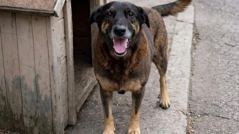 Morte de Orelha destaca atuação de redes de tortura animal na internet