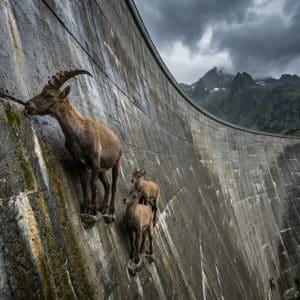 Cabra selvagem escala represa quase vertical em busca de sais minerais