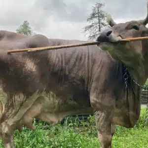 Vaca austríaca surpreende cientistas ao usar vassoura para se coçar