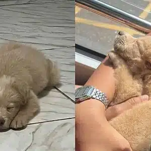 Família adota filhote pensando ser Golden Retriever e se surpreende ao vê-lo crescer