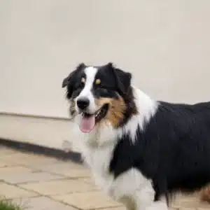 Cães superdotados aprendem nomes de objetos apenas ouvindo conversas