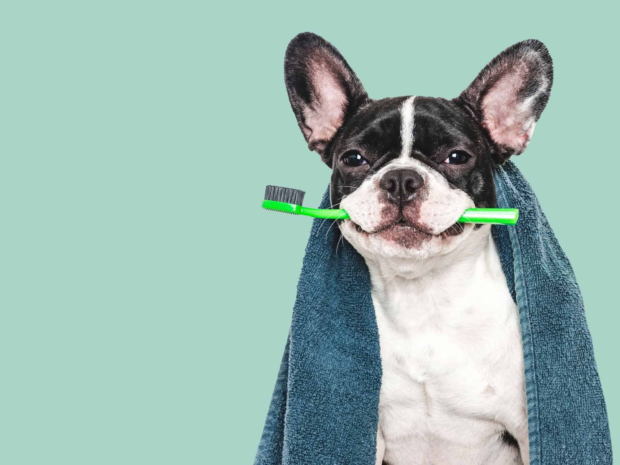 Pesquisadores apontam seis ações cotidianas que podem ampliar a longevidade dos cães