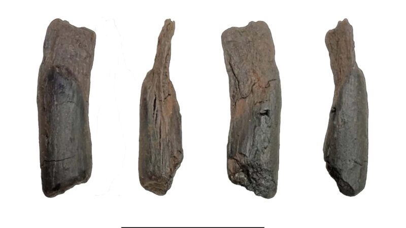 Ferramentas de madeira e osso indicam tecnologia hominídea há meio milhão de anos