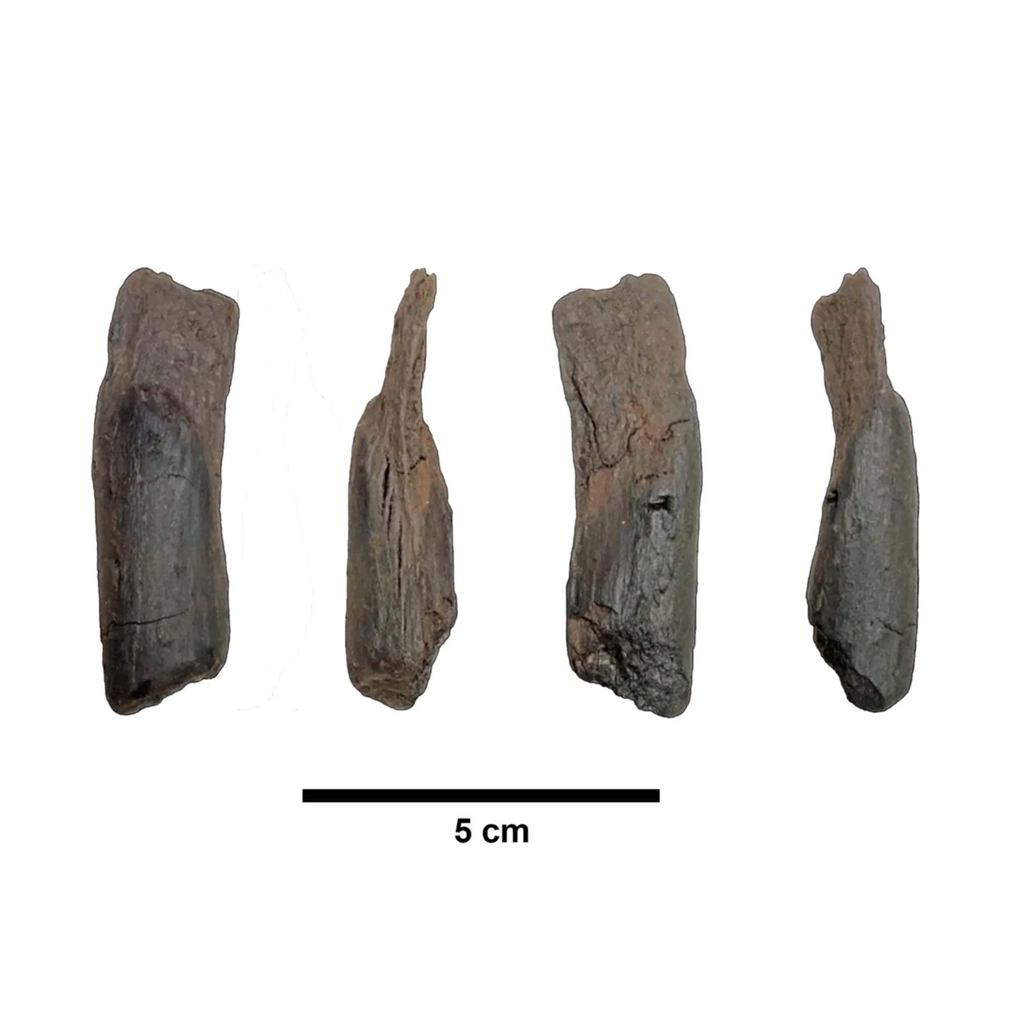 Ferramentas de madeira e osso indicam tecnologia hominídea há meio milhão de anos