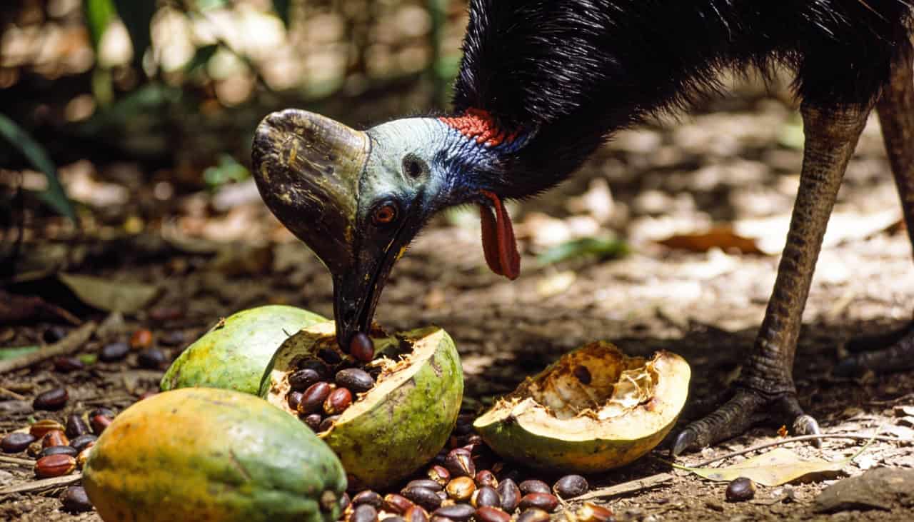 Casuar: o “trator biológico” fundamental para a regeneração das florestas tropicais