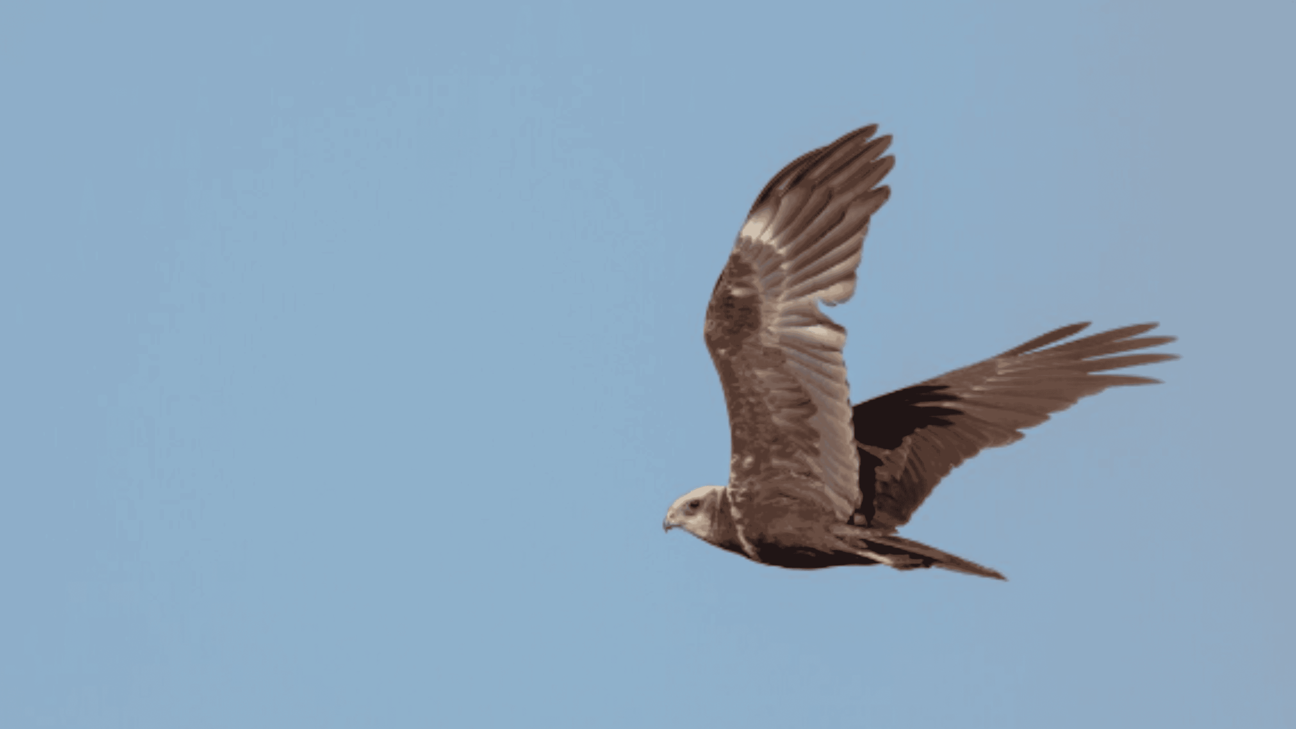 Quanto tempo as aves podem permanecer no ar sem pousar?