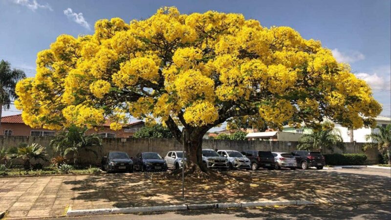 Bairros com árvores registram temperaturas até 30% mais baixas que áreas de concreto