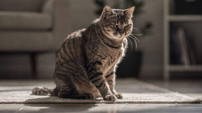 Cuidados práticos recomendados por especialistas para melhorar a vida de gatos idosos