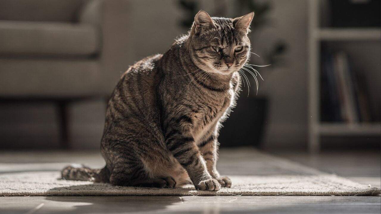 Cuidados práticos recomendados por especialistas para melhorar a vida de gatos idosos