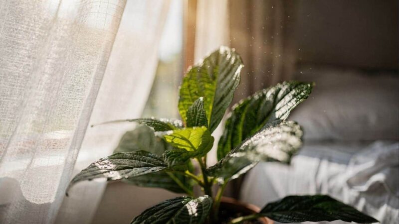 Plantas no quarto reduzem o cortisol e favorecem o silêncio necessário ao sono