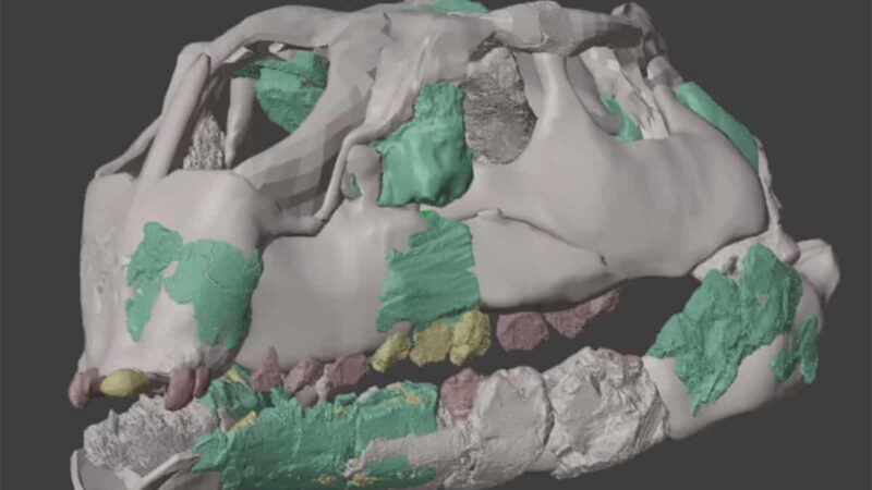 Nova espécie diminuta de dinossauro altera árvore genealógica dos herbívoros cretáceos