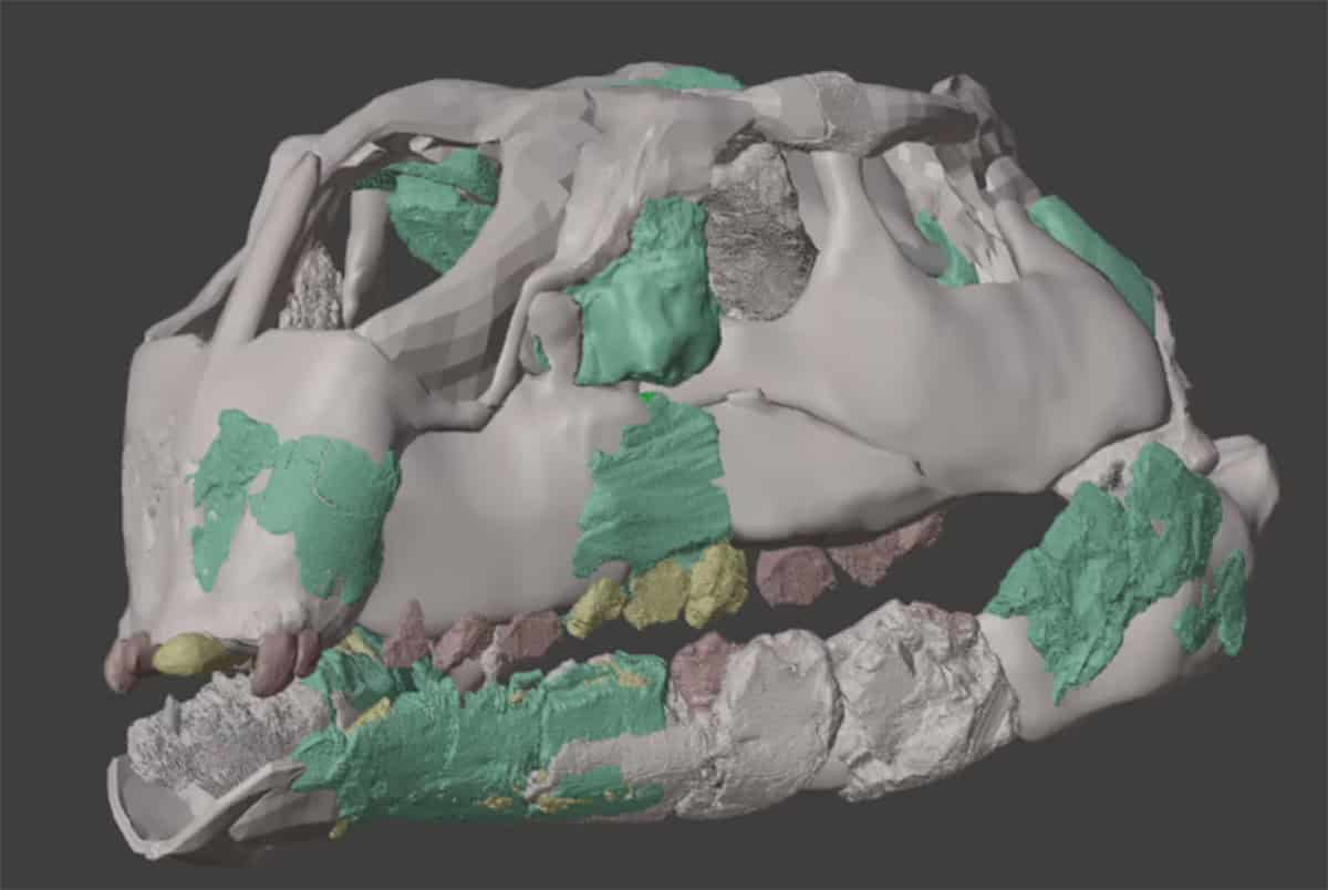 Nova espécie diminuta de dinossauro altera árvore genealógica dos herbívoros cretáceos
