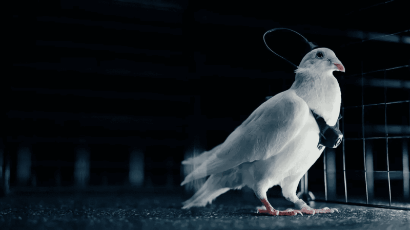 Pombos com implantes cerebrais são usados como “biodrones” em testes na Rússia