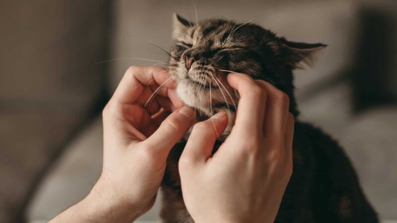 Gatos domésticos ajudam a mapear a genética do câncer e revelam semelhanças com humanos