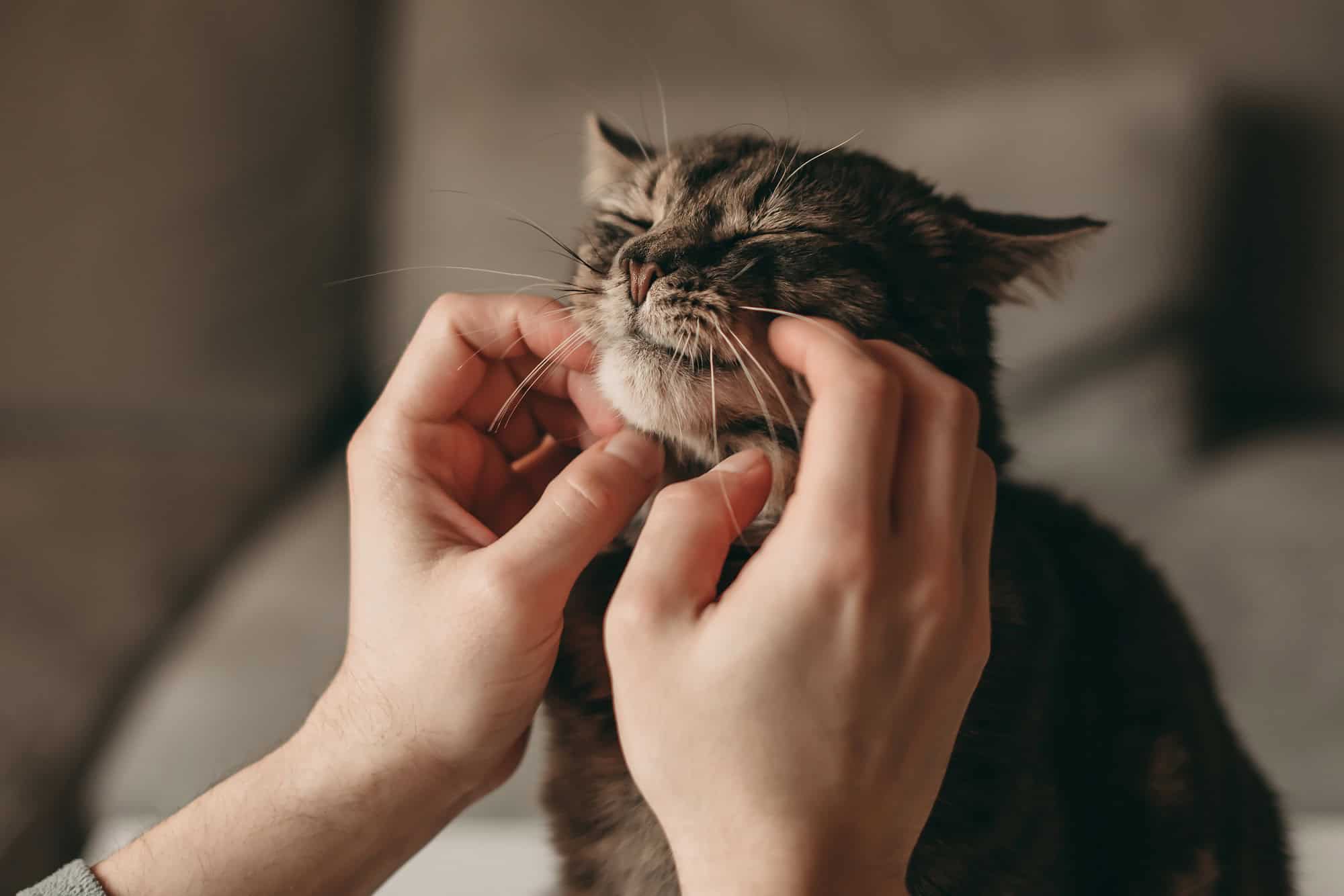 Gatos domésticos ajudam a mapear a genética do câncer e revelam semelhanças com humanos