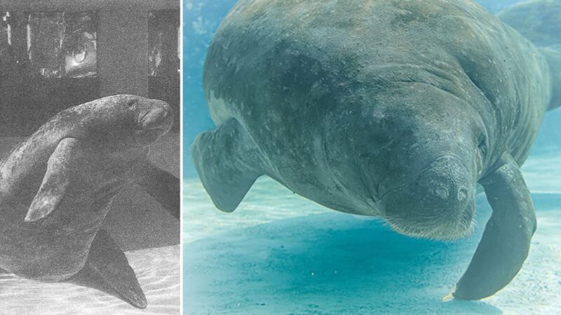 Romeu é reconhecido como o peixe-boi mais velho do mundo aos 71 anos