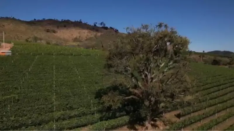Rota do vinho em SP pode atrair R$ 1 bilhão e se transformar em polo de luxo