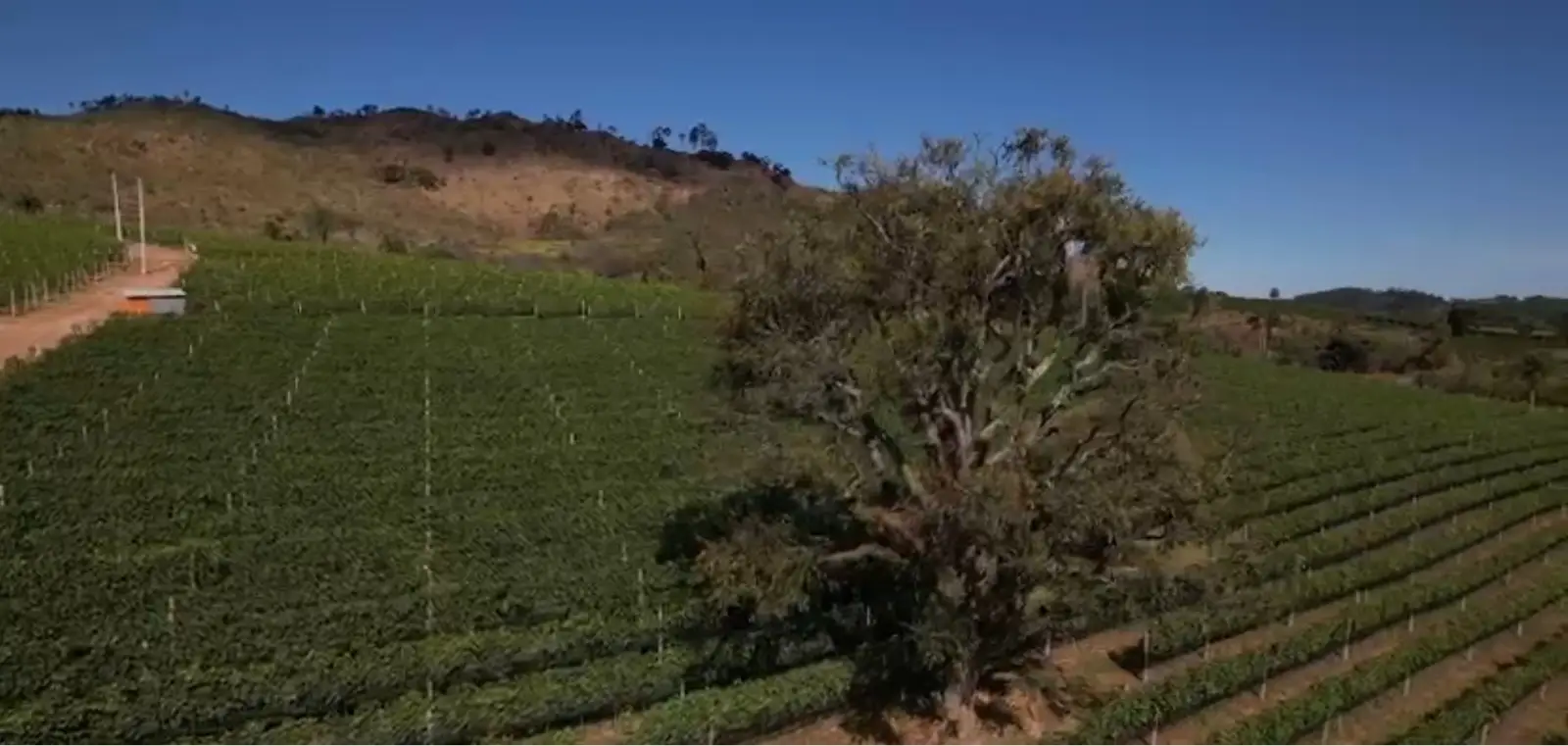 Rota do vinho em SP pode atrair R$ 1 bilhão e se transformar em polo de luxo