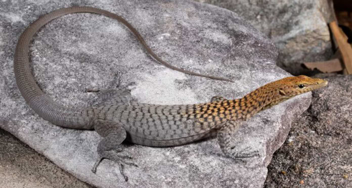 Lagarto de cabeça laranja é identificado como nova espécie após viver em fendas rochosas por milênios