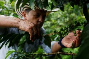 Maior cafezal urbano do mundo em São Paulo recebe 1.500 novas mudas para pesquisas sobre clima e pragas