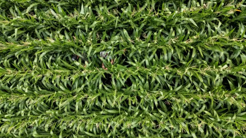 IGC prevê queda na produção mundial de grãos em 2026/27 e alerta para risco ligado a fertilizantes