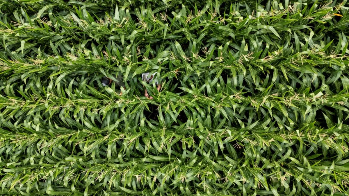 IGC prevê queda na produção mundial de grãos em 2026/27 e alerta para risco ligado a fertilizantes