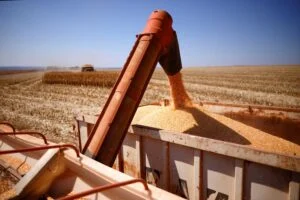 JBS prevê alta no preço do milho e tendência de baixa para farelo de soja em 2026
