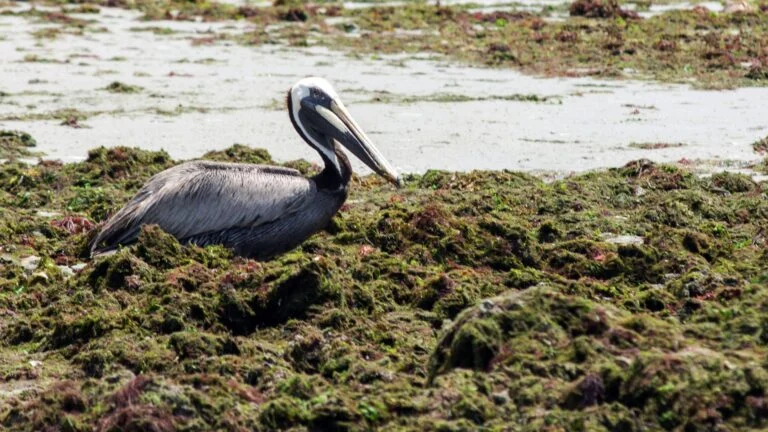 Sargaço deixa de ser apenas problema ambiental e vira bioinsumo regenerativo no México