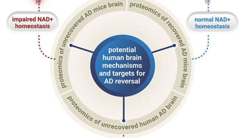 Medicamento experimental reverte perda de memória em modelos animais de Alzheimer