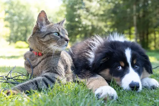 É possível garantir cuidados a pets por testamento no Brasil mesmo sem torná-los herdeiros