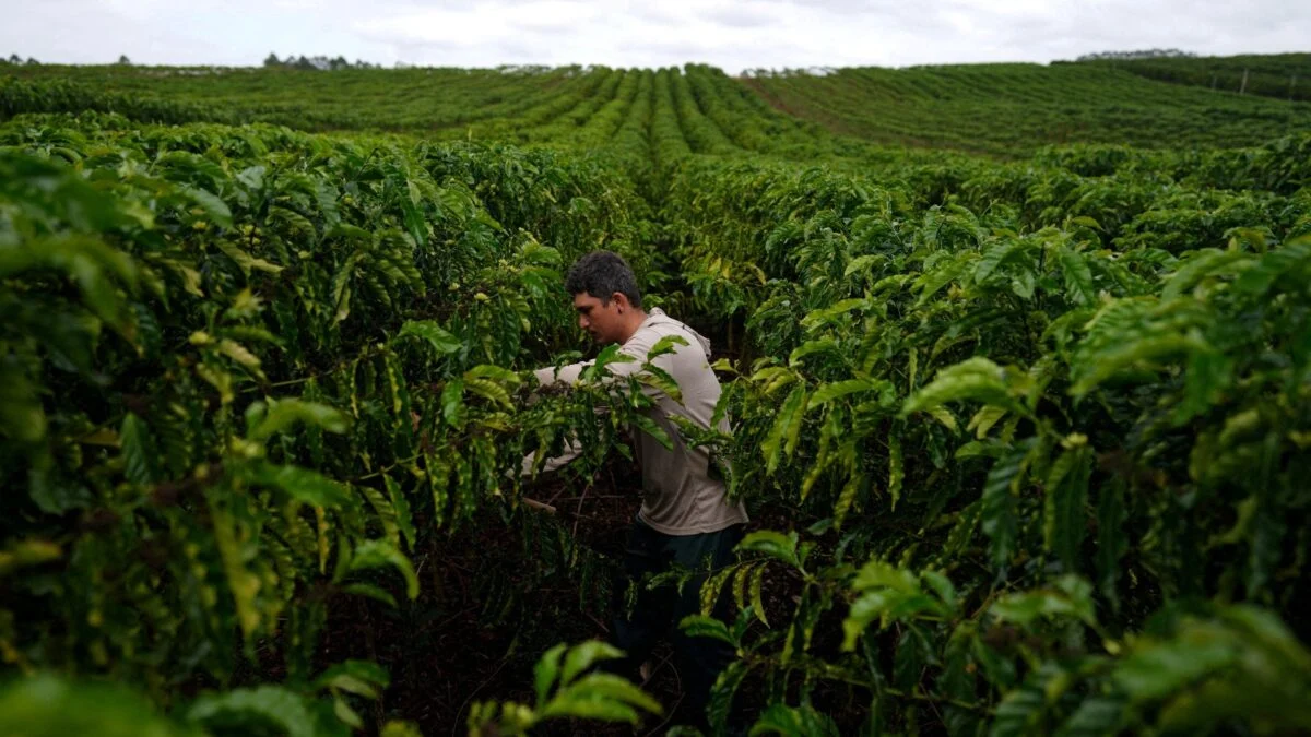 Cooxupé projeta aumento de recebimentos de café para 6,8 milhões de sacas em 2026