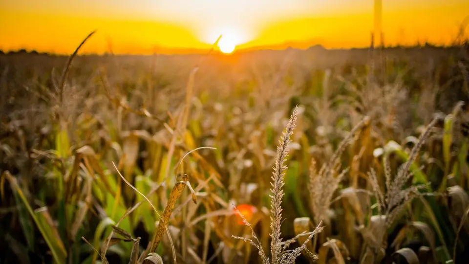 Agro cresce 11,7% em 2025 e puxa expansão do PIB brasileiro, diz IBGE