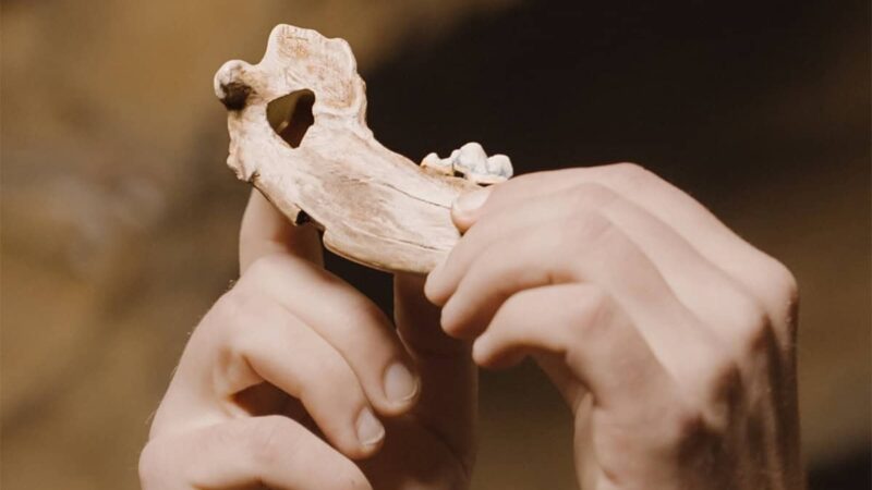 DNA mais antigo de cão indica relação com humanos há cerca de 15.800 anos