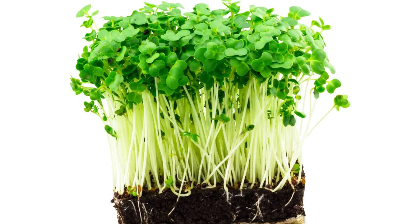 Agrião é apontado como o vegetal mais saudável do mundo, segundo estudo do CDC