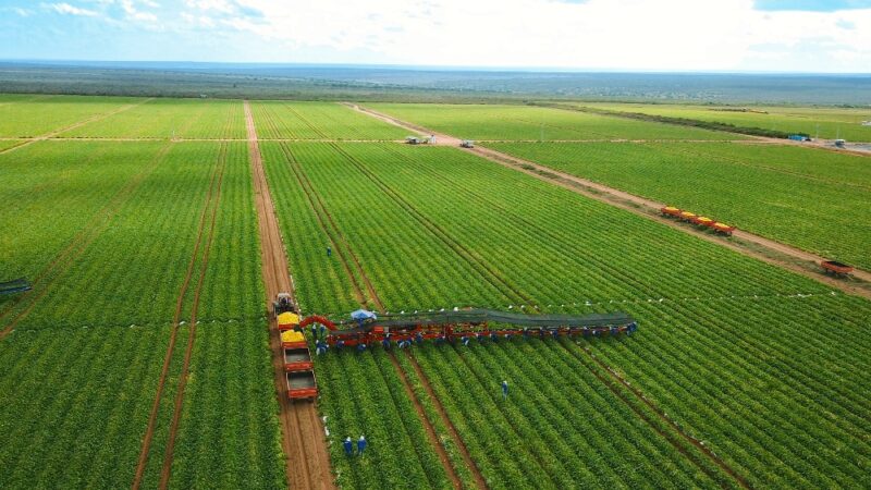 Agro cresce 11,7% em 2025, puxa o PIB e aumenta participação na economia
