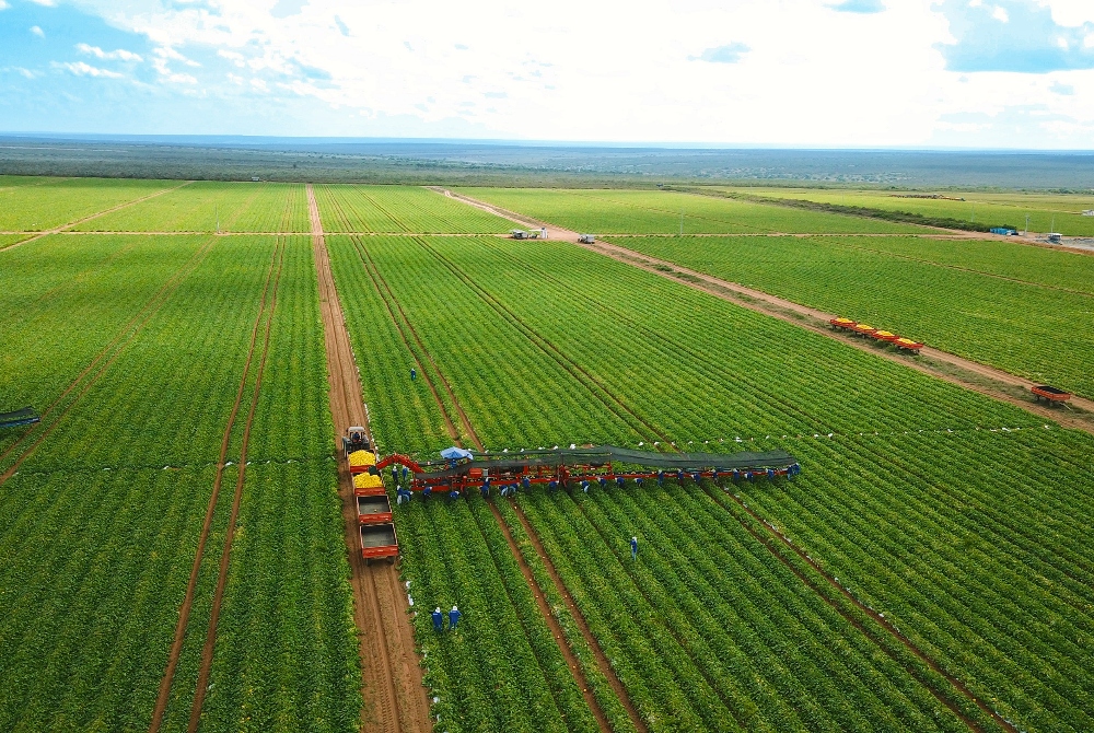 Agro cresce 11,7% em 2025, puxa o PIB e aumenta participação na economia