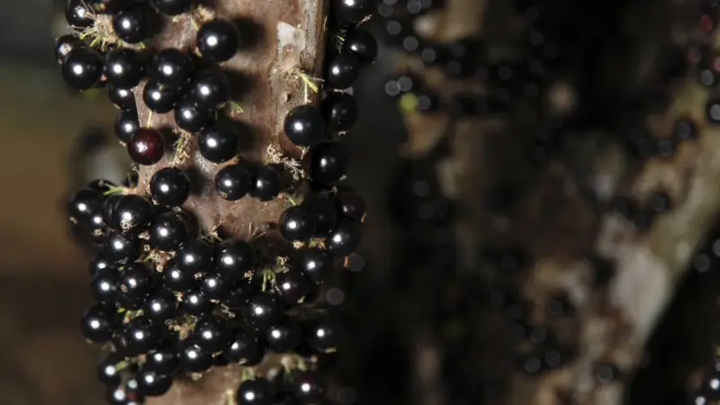 Jabuticaba pode auxiliar no controle do açúcar no sangue; veja como consumir
