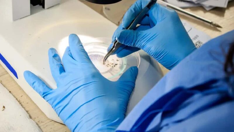 Por que nem todo mosquito transmite a dengue?