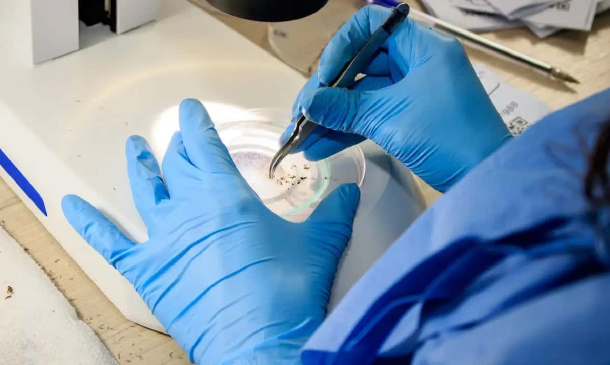 Por que nem todo mosquito transmite a dengue?