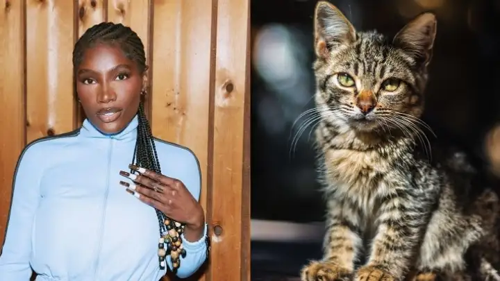 Doechii provoca reação nas redes ao declarar que não gosta de gatos