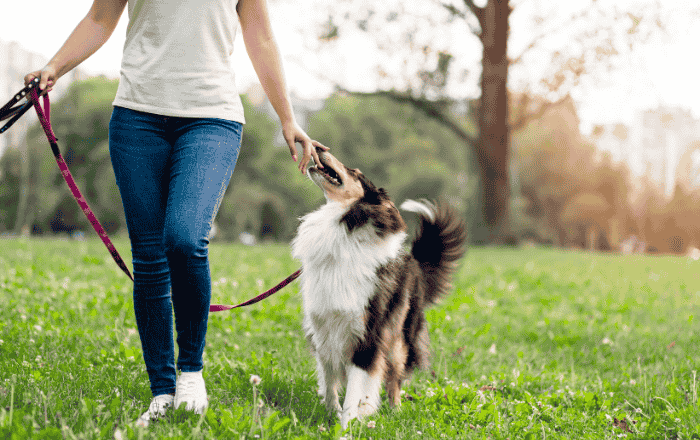 Passeador de cães: como transformar afinidade por animais em renda extra