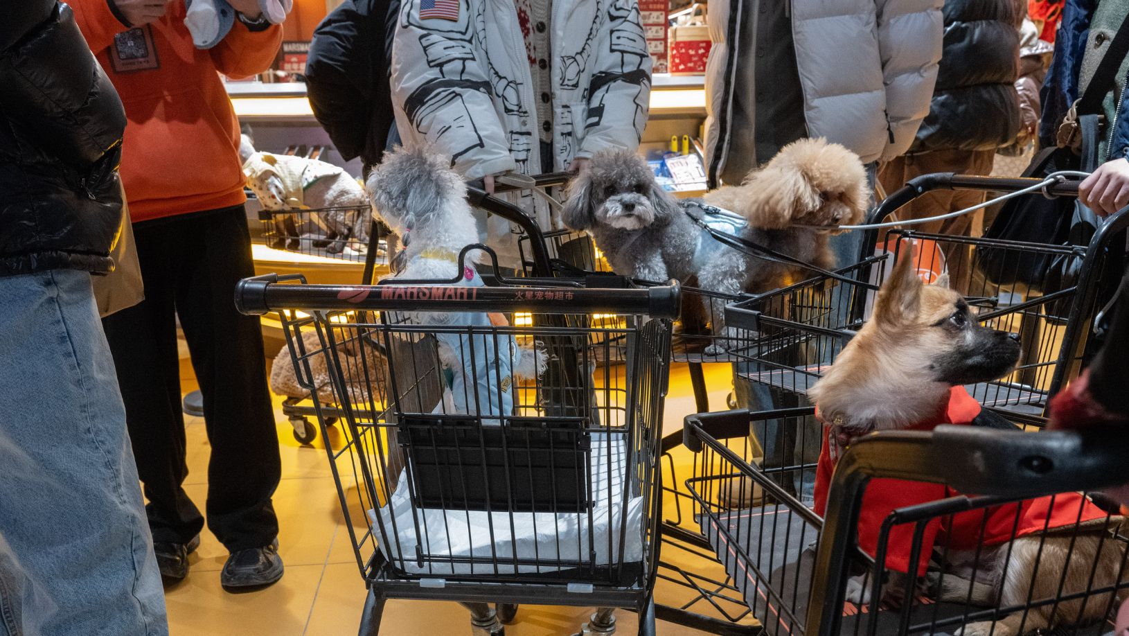 China aposta em pets, brinquedos e hobbies para reaquecer consumo