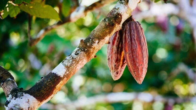 Do Amazonas ao mundo: cinco milênios do cacau que virou chocolate