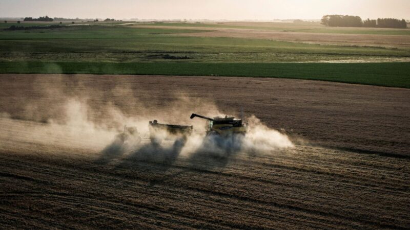 Trigo e milho sobem em Chicago com frio e risco climático; petróleo pressiona mercados