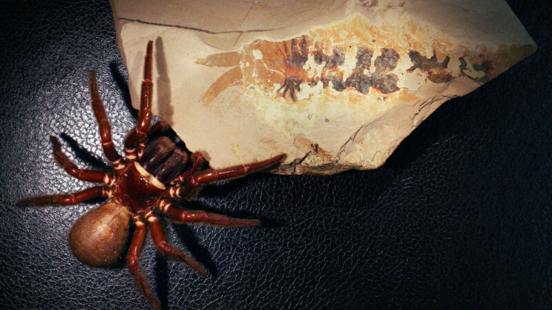 Fóssil de 500 milhões de anos de parente das aranhas apresenta anatomia atípica do Cambriano