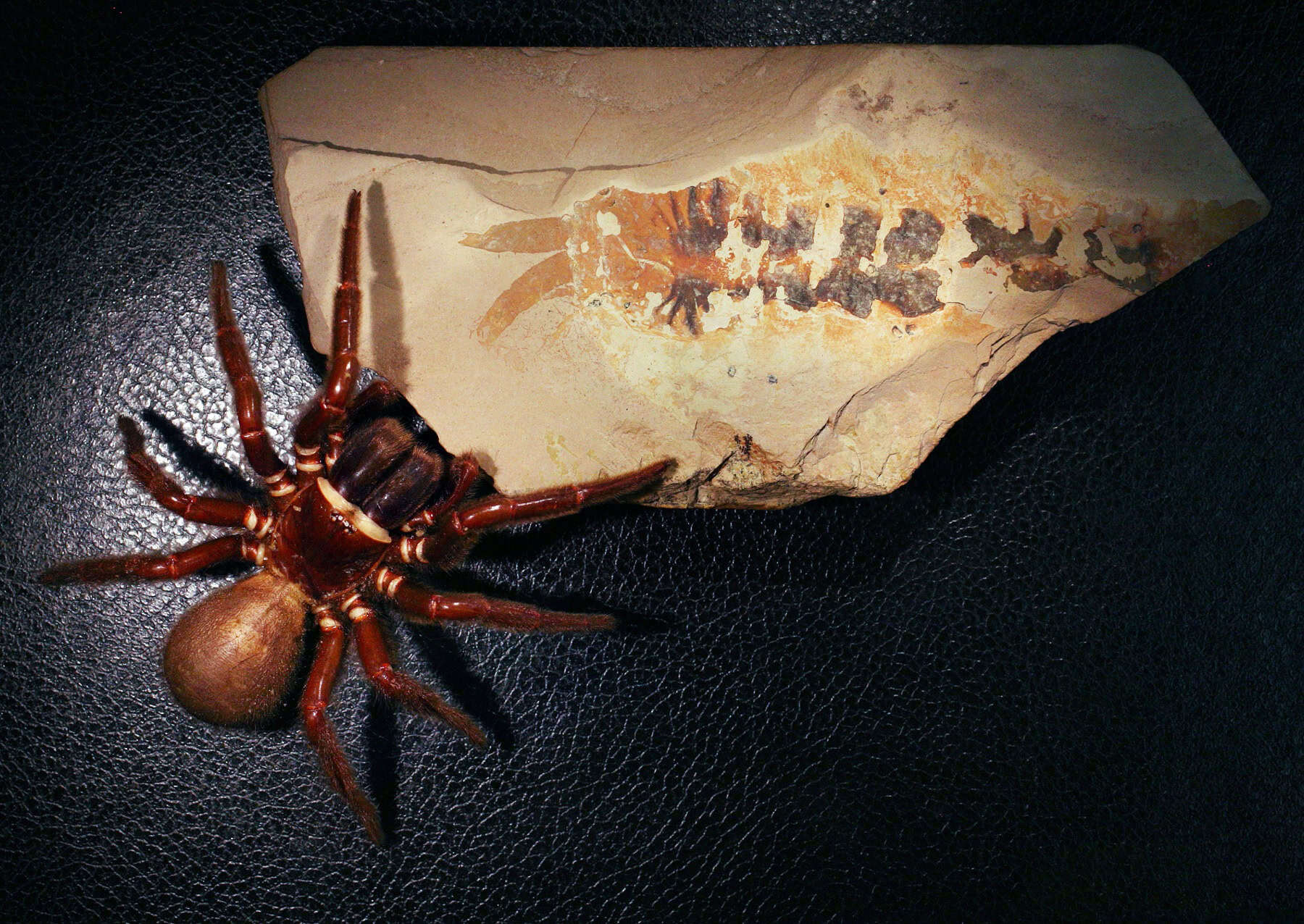 Fóssil de 500 milhões de anos de parente das aranhas apresenta anatomia atípica do Cambriano
