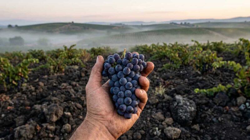 Vinho mais premiado do Brasil é produzido em Bento Gonçalves, a 120 km de Porto Alegre