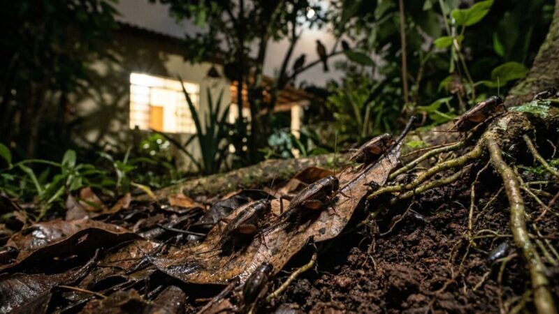 Canto de grilos no quintal é sinal de ambiente urbano saudável, diz estudo