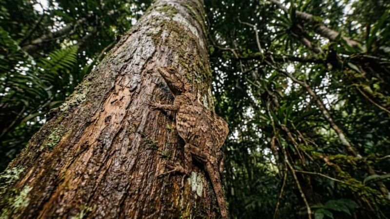Lagarto conhecido como dragão voador usa costelas estendidas como “asas” para planar entre árvores